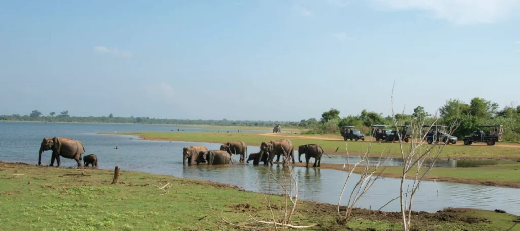 elephants-taking-a-bath-in-the-beautiful-landscape-travelers-watching-from-distance-safari-yala