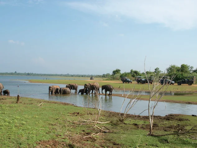 udawalawe-national-park-elephants-bathing-safari-jeeps-in-distance