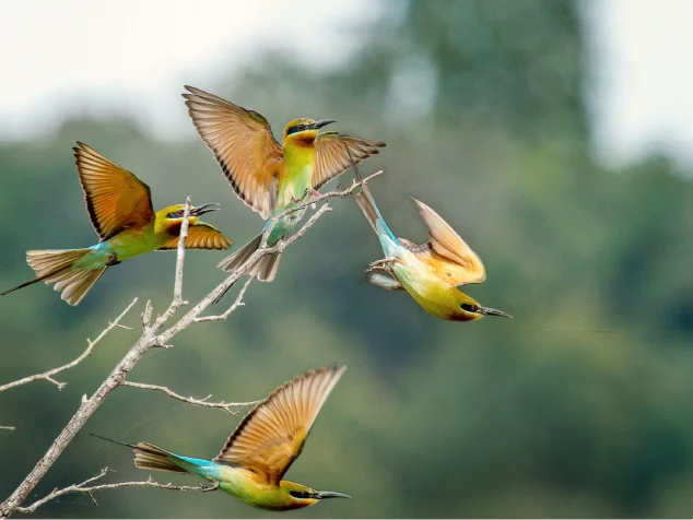 bird-watching-bundala