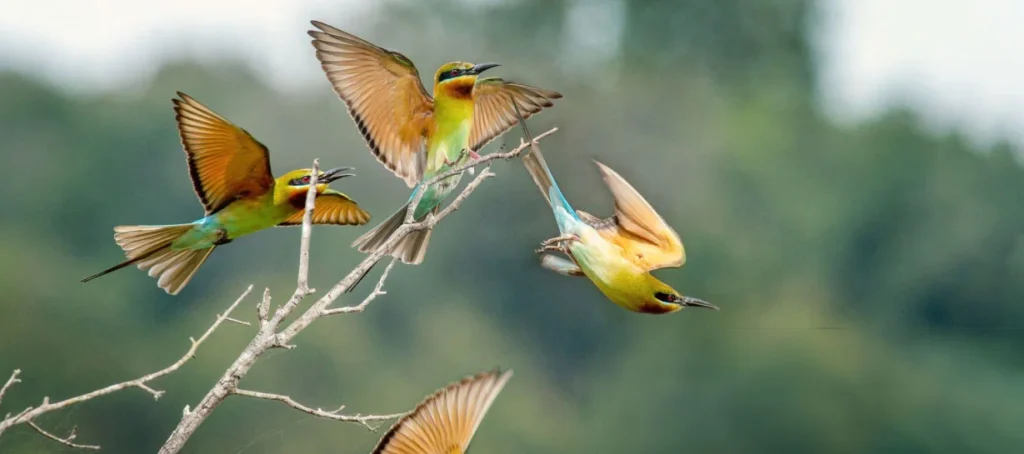 bird-watching-sri-lanka