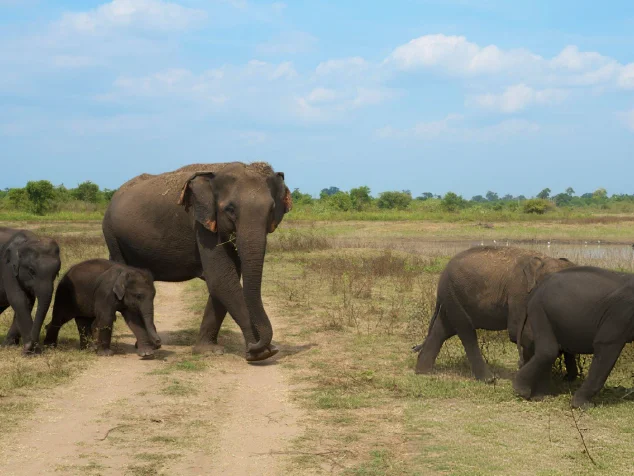 elephant-family-walking-around-in-udawalawe-national-park