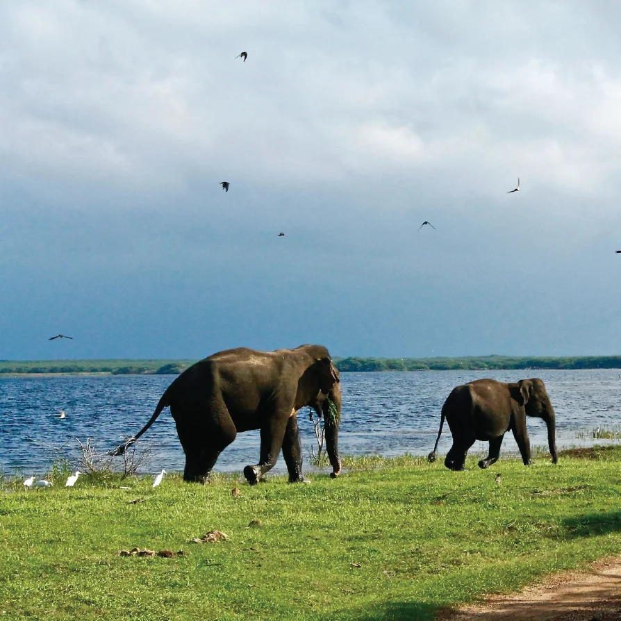 elephants-sri-lanka-yala-safari