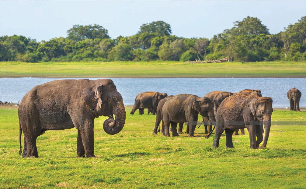 elephants-walking-on-grassy-field-in-udawalawe-national-park