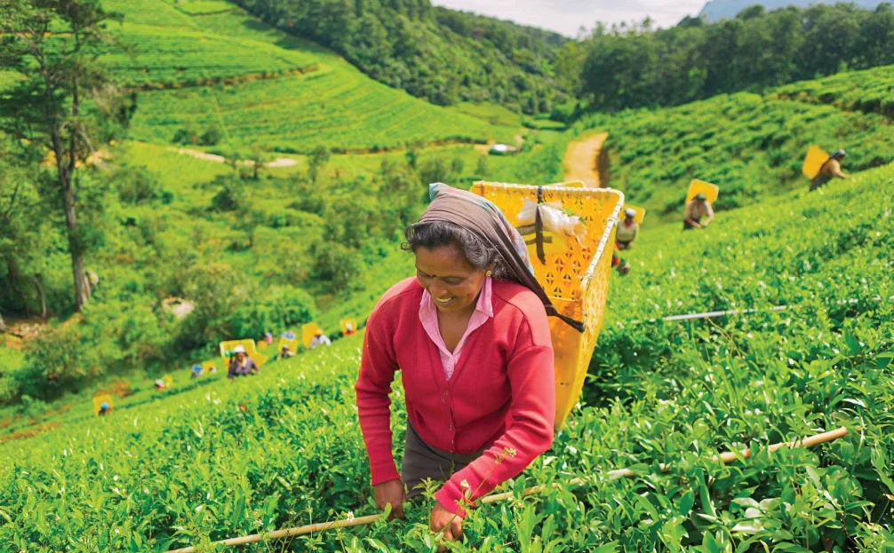 female-worker-in-tea-plantations-of-sri-lanka