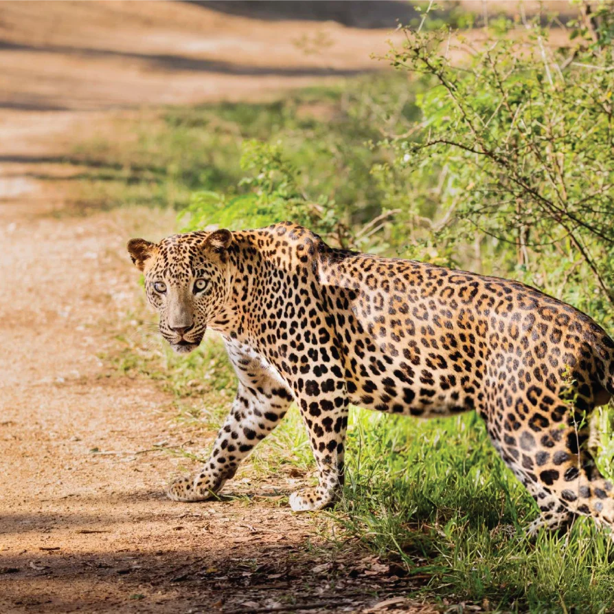 leopard-in-sri-lankan-rain-forest