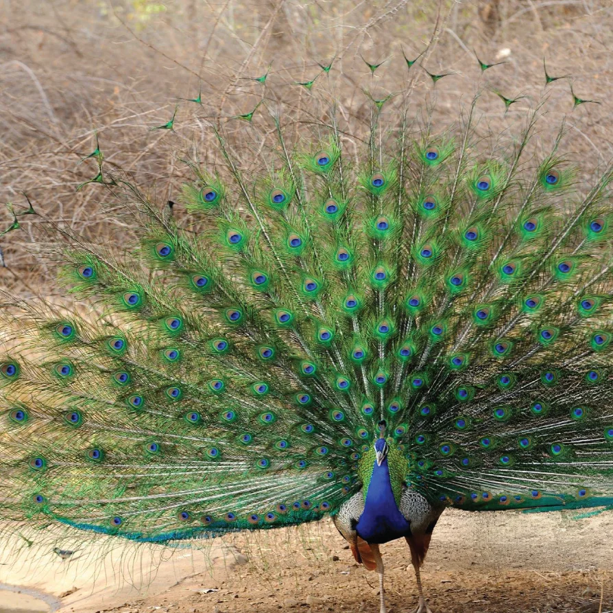 peacock-seen-in-yala-national-forest