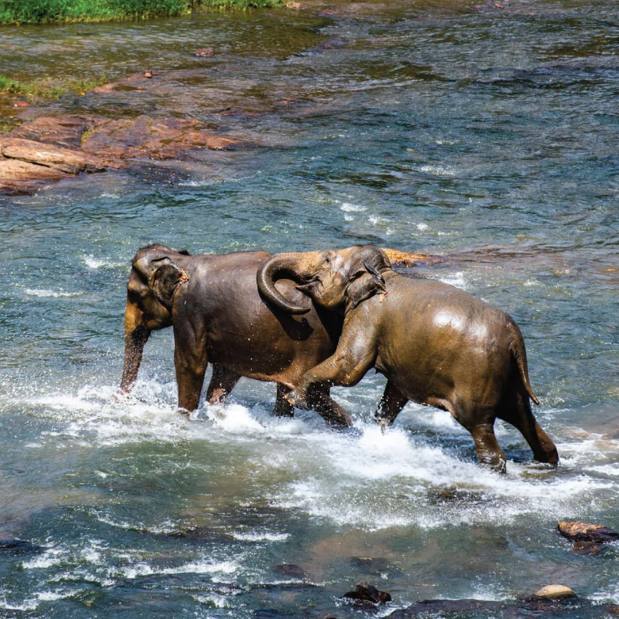 pinnawal-elephants-playing-river