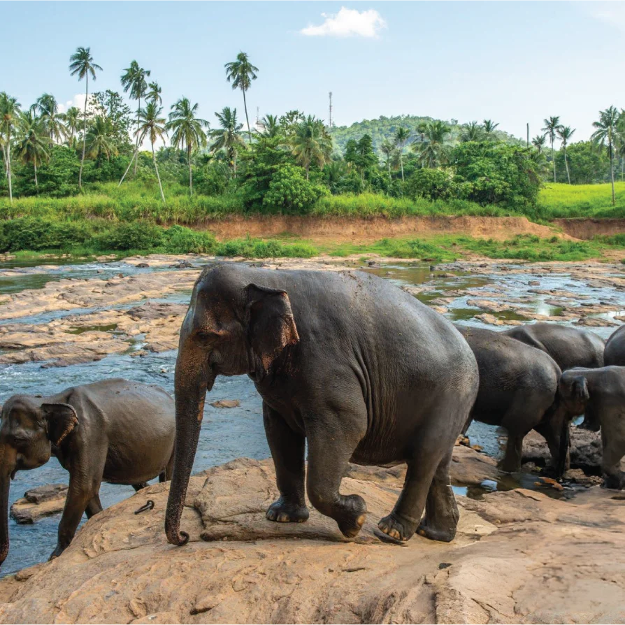 pinnawala-elephant-orphanage