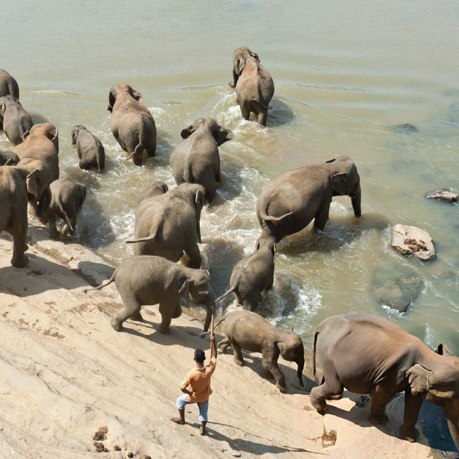 pinnawala-elephant-sanctuary