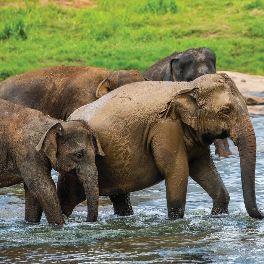 pinnawala-elephants-crossing-river