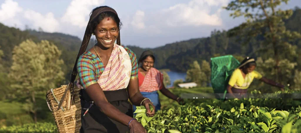 tamil-pickers-plucking-tea-leaves-on-plantation-nuwaraeliya