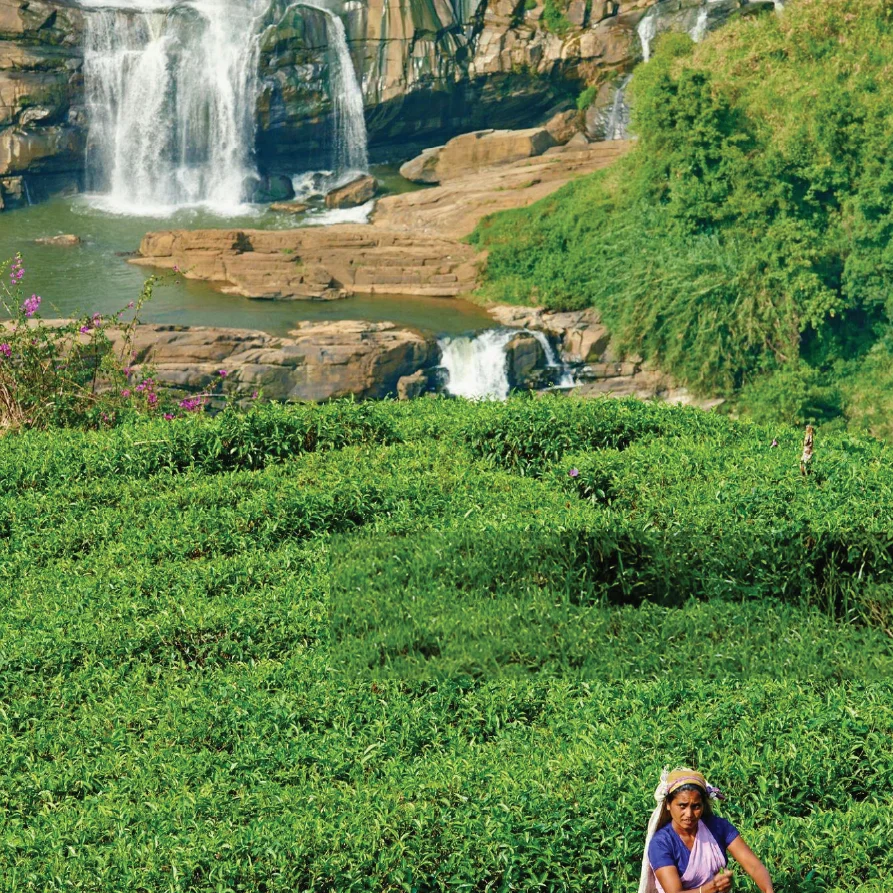 tea-plantation-nuwraeliya