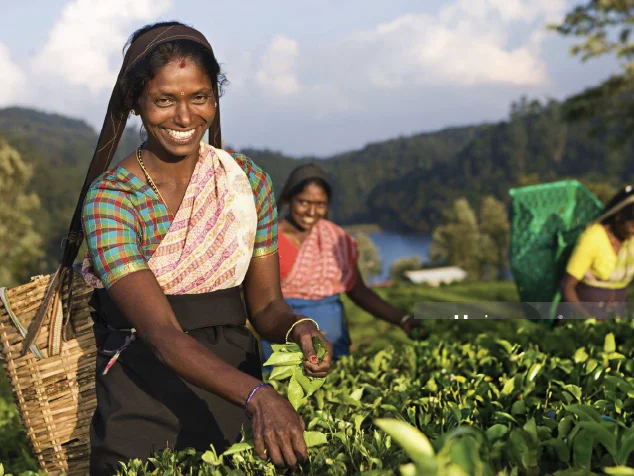 tea-pluckers-in-nuwara-eliya