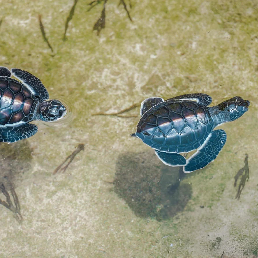 turtle-hatchery